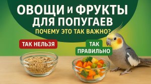 Почему важно включать овощи и фрукты в рацион попугаев?