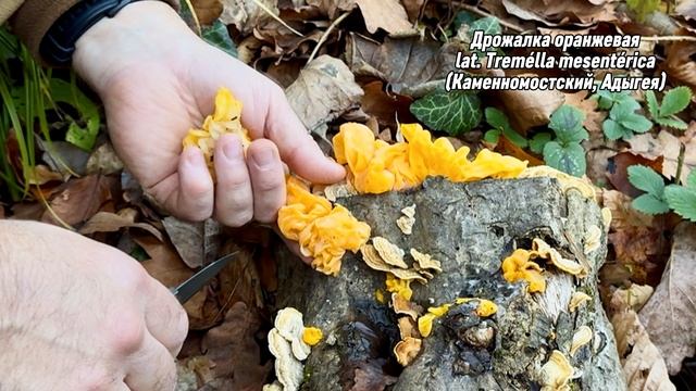 Гриб Дрожалка оранжевая (lat. Tremélla mesentérica). смотреть онлайн