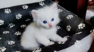 Мама-кошка и котята постарше беспокоятся о маленьком котёнке. Дружная кошачья семья.