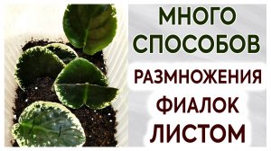 Много способов размножения фиалок листом. Фиалки (сенполии).