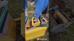 Простой способ объединения слабых отводков. Объединение пчел в зиму. Объединение пчелосемей осенью.