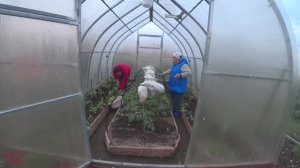 6 соток 21 мая 2021г. Окучила огурцы. Посадили Брокколи 🥦. Пасынкую помидоры. С