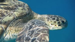 Зеленая черепаха. Красавец джентельмен😎. Красное море. Марса-Алам. Бухта Абудабаб. Август 2025.