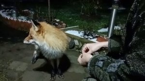 (1189) Лиса приходит в гости. Декабрь 2025