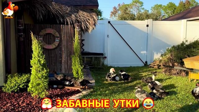 Забавные утки мускусные и пекинские на свободном выгуле со своими друзьями ч.(305) ❣️🤗😂