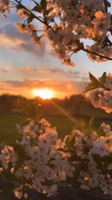 Я умею Любить. Инна Филячева. Стихи для пробуждения #вселеннаяя #стихи #раскрытиесердца