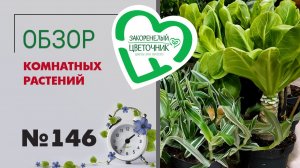 Новинки 2025 года, первое знакомство, распаковка, орхидеи, вариегатные, сезонные. Обзор поставки 146