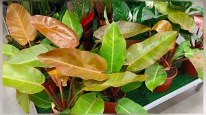 🌸ЛЕМАНА ПРО✅ОБЗОР ЦВЕТОВ🌸декабрь 2025