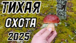 БЕЛЫЕ ГРИБЫ И ПОДОСИНОВИКИ НА КАЖДОМ ШАГУ! ЛУЧШАЯ ТИХАЯ ОХОТА 2025