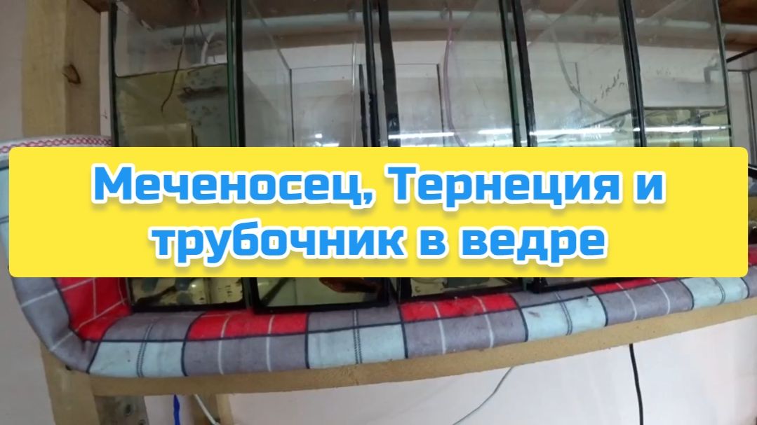 Меченосец, Тернеция и трубочник в ведре смотреть онлайн