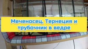 Меченосец, Тернеция и трубочник в ведре