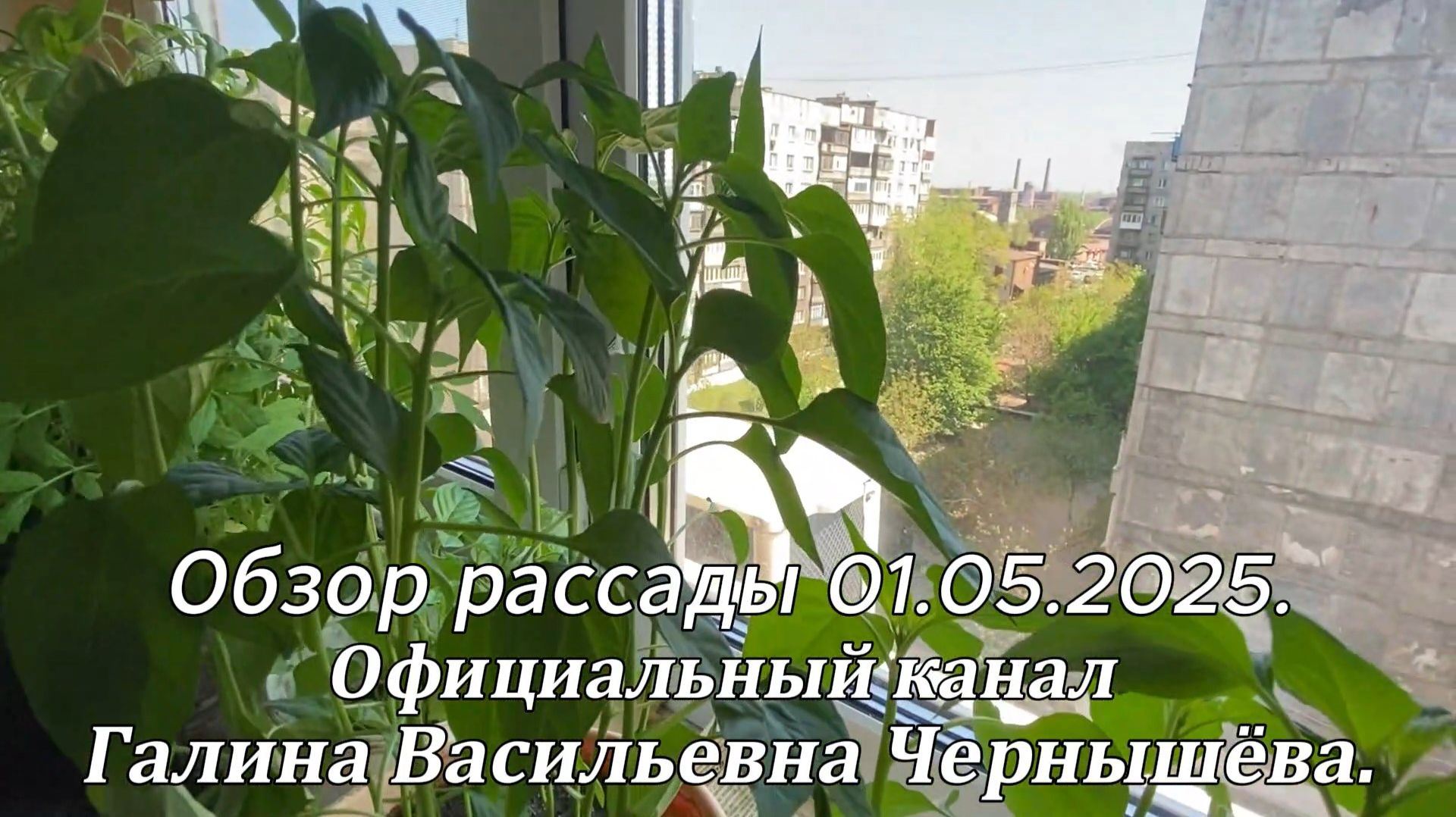 2025. "Обзор рассады на подоконнике". 01.05.2025.