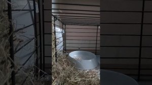 Дом Морской свинки 🤍 35