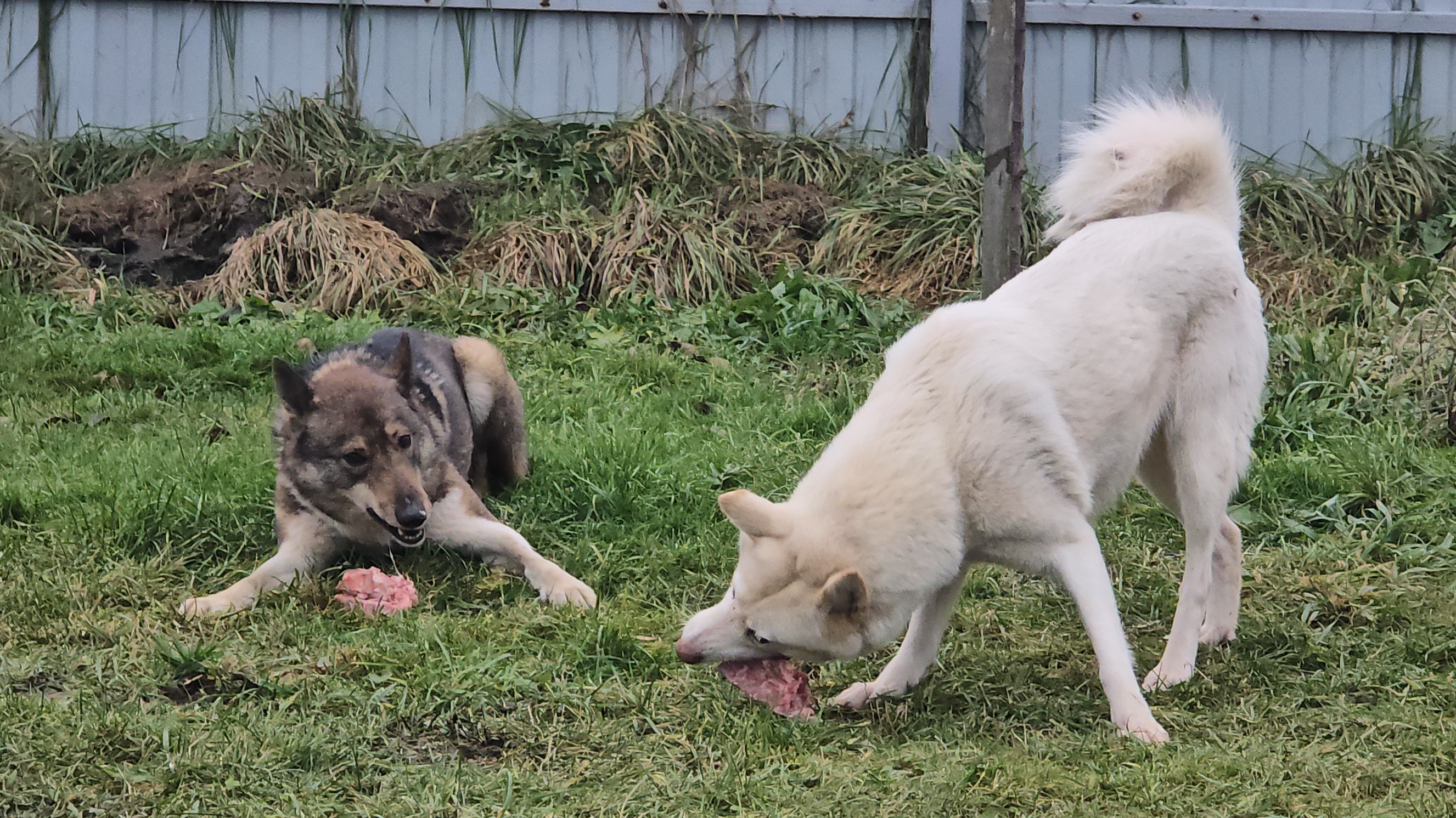 Лайкам на пять минут