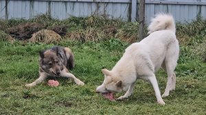 Лайкам на пять минут