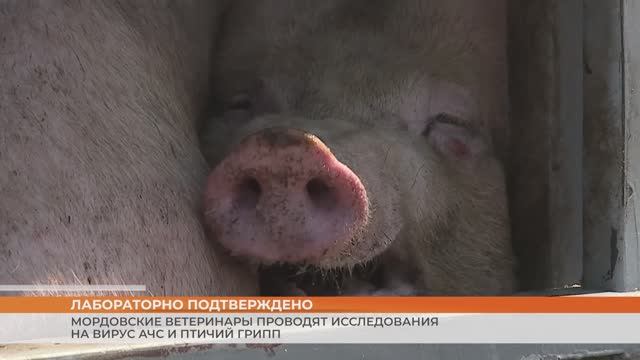 Ветеринары Мордовии взяли более 42 тысяч проб на вирус АСЧ и птичий грипп