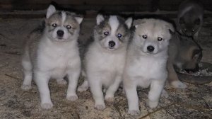 Ночные гулёны