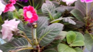 новые роспуски глоксиний ❤😊красота нет слов так розы! купила новый палас 🤗