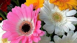 СП"Цветочный калейдоскоп ".Итоги.