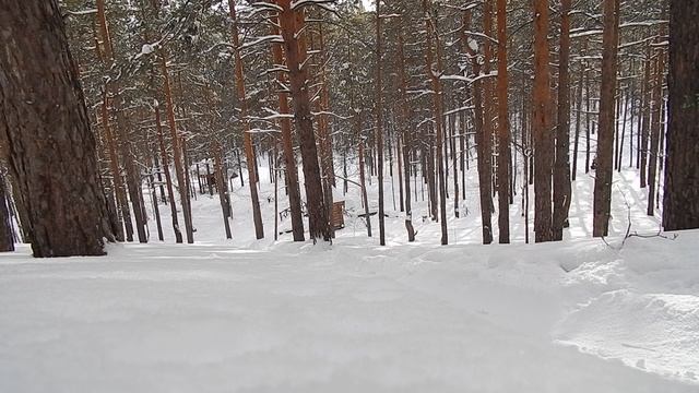 Спокойный зимний лес