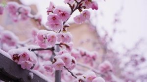 Успокаивающая музыка помогает снять стресс и тревогу 🌿 Музыка помогает восстановить разум #11