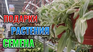 Лемана Про – Новогоднее чудо или просто дорогие игрушки? Эксклюзивный обзор Леруа Мерлен! 🤩