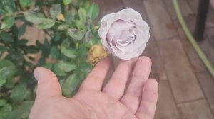 VLOG рыбный день, почти зима, а у нас малина. Первые яблочки, почти по 400гр .