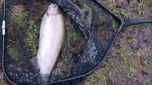 Поимки форели на  пассивные снасти. Нижний пруд. Клёвое место Лосиный остров.