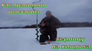 Как правильно выставить жерлицу на хищника.