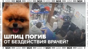 Видео о бездействии сотрудников ветклиники в Москве вызвало общественный резонанс - Москва 24