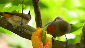 ☘️🌷 Спокойное пианино и щебет птиц - Глубокое расслабление, избавление от лишних мыслей, избавлени