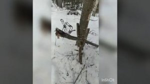 установка гуманного капкана на жердь . охота на соболя .