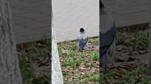 Город утопает в новогодней суете, а вороны уже рядом: их черные силуэты скользят по улицам,