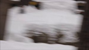 Кустарниковые собачки бегают на улице по снегу 04.12.2025