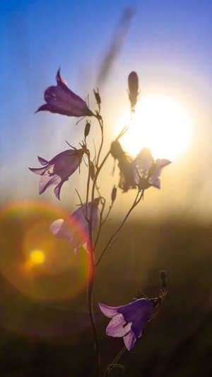 ЭТО НАШЕЙ  ЛЮБВИ КОЛОКОЛЬЧИК  ( Моя Авторская песня)