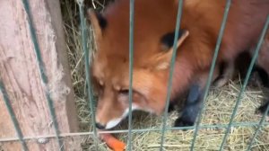 Лиса-Алиса. Лис Игнис обожает морковь