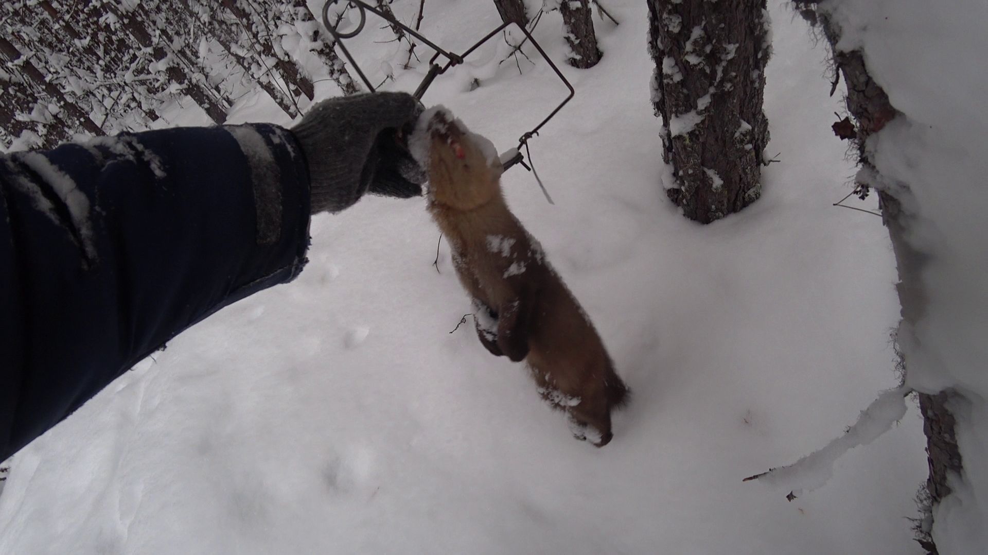 НАМАТЫВАЕМ КИЛОМЕТРАЖ, снимаем пушнину! смотреть онлайн