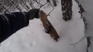 НАМАТЫВАЕМ КИЛОМЕТРАЖ, снимаем пушнину!