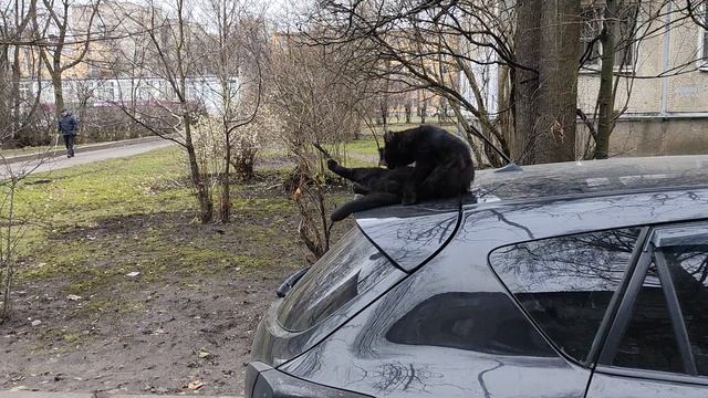 Жил да был черный кот за углом ;-) смотреть онлайн