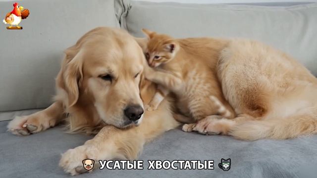 Котята и щенята 🐈🐶 Кошки и собаки 🤗 Милое видео про животных (14)