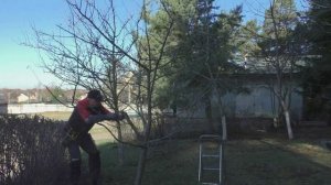 Как обрезкой исправить у дерева структурный дефект