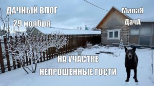 И снова непрошенные гости | Дачный влог 29 ноября