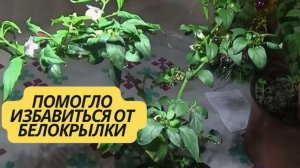 БЕЛОКРЫЛКА, ТЛЯ, ПАУТИННЫЙ КЛЕЩ. ЧЕМ ИХ РЕАЛЬНО МОЖНО ПОБЕДИТЬ!