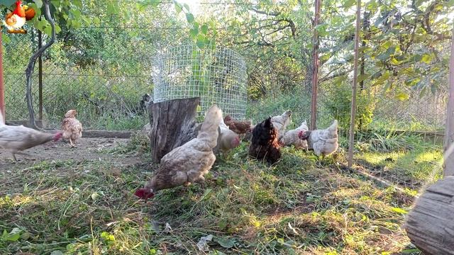 Любовь птицевода к Курочкам 🐥🐔🥚 Нежное видео 🐓 Версия (76)