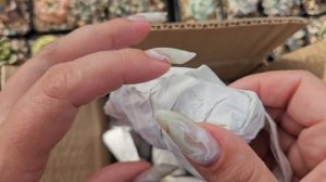 распаковка суккулентов