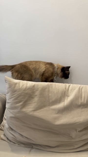 Антуан Воланд Деметра