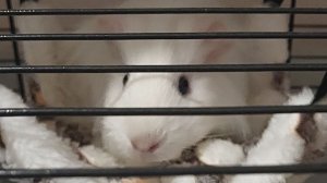 Морская свинка трансляция🤍 38