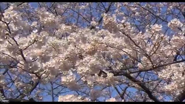 Л. Моцарт - А. Шувалов - Менуэт