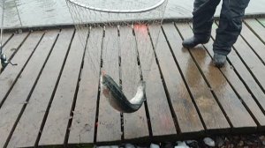 Основной водоём. Форель на блесну.