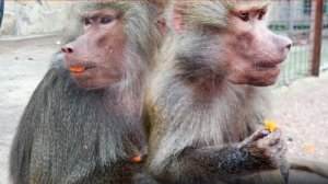 ЗАКОН ГАМАДРИЛОВ - разрешения СПРОСИ! А то ЛИДА станет ЛЮСЕЙ, а Елисей двоих таких не ПОТЯНЕТ!